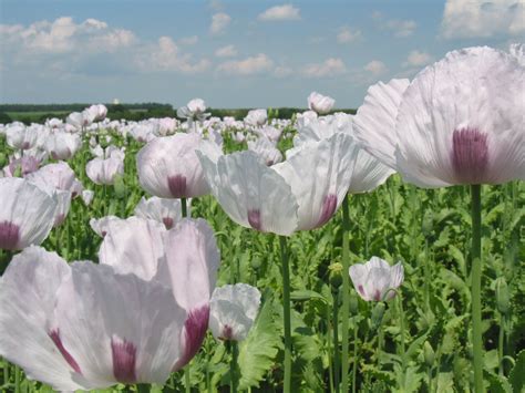 Opium poppy - wikidoc