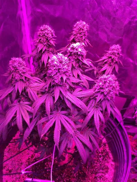 Which LED Grow Lights Are Best for Growing Cannabis? | Grow Weed Easy