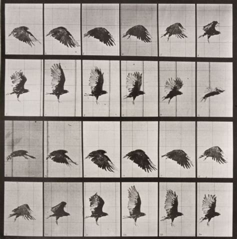 Eadweard Muybridge: Animal Locomotion | Internationalphotomag