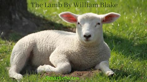 The Lamb by William Blake - Summary and Questions - Smart eNotes