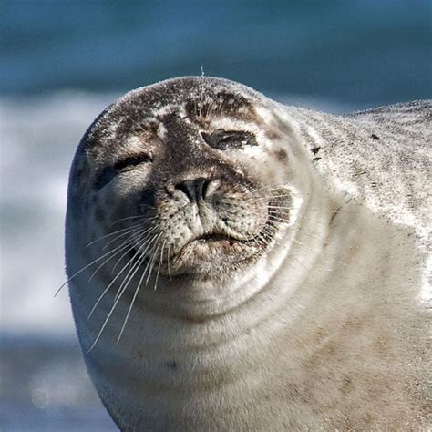 Seals Archives | Discover Animals