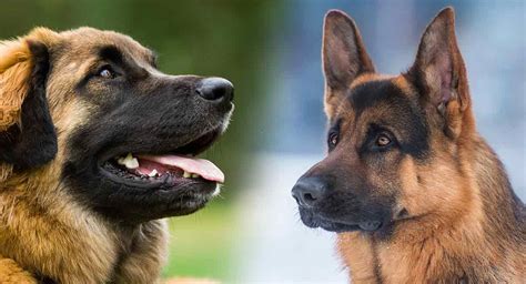 Leonberger German Shepherd Mix - Family Pet Or Guard Dog?