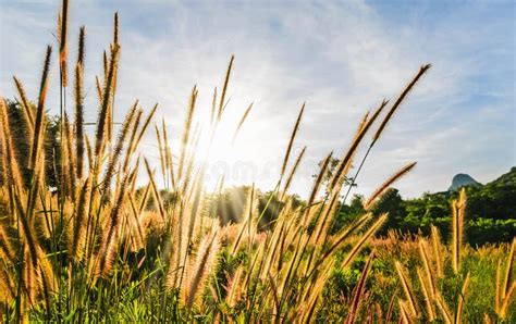 Wild Field of Grass on Sunset, Soft Sun Rays Stock Photo - Image of ...