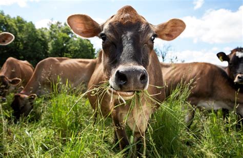 Harvard Study Finds Shift to Grass-Fed Beef Would Require 30% More Cattle and Increase Beef's ...