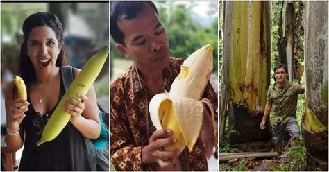 Giant Highland Banana (Musa ingens): All You Need to Know About World’s ...