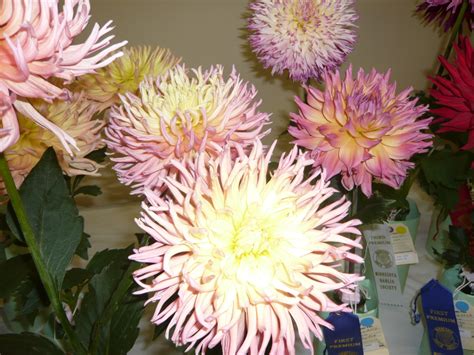 Flowers at the MN state fair exhibit. | Flowers, Minnesota state fair ...