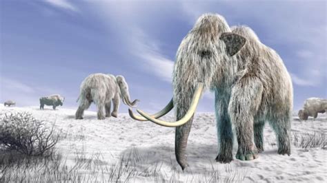 Greta could be the first wooly mammoth-elephant hybrid—and the ...