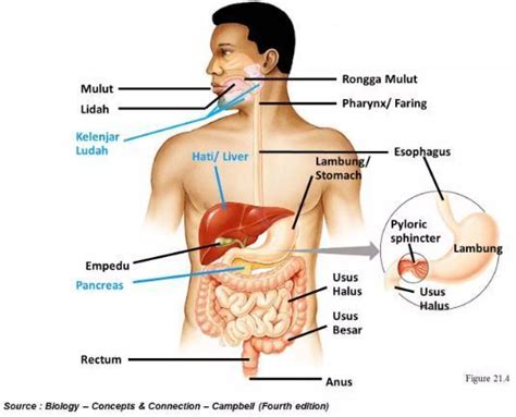 √ Penjelasan Sistem Pencernaan Manusia (Fungsi dan Anatominya)