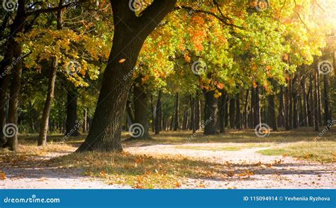 Beautiful Forest in Windy Sunny Autumn Day Stock Photo - Image of light, orange: 115094914