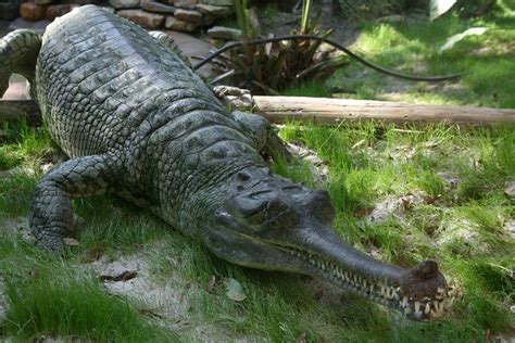 Gharial Facts and Pictures | Reptile Fact