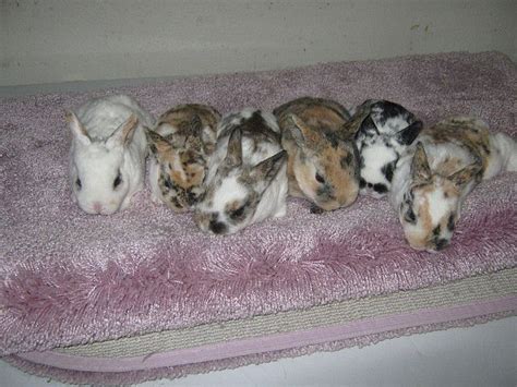 mini rex colors | Bunny mom, Rex, Mini