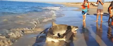 Shark Attack News: Video: Fisherman Catches Large Tiger Shark off Western Australia - Shark Released