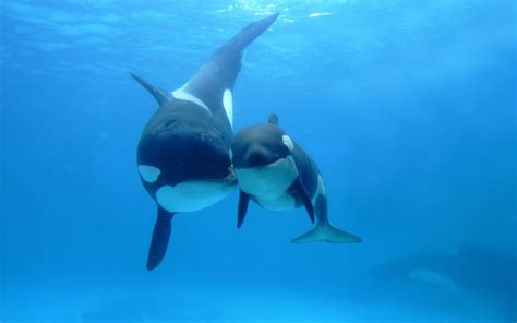 Orca Whales - Image Abyss