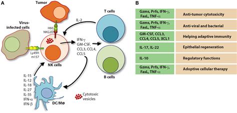 b cell maturation activation and differentiation ppt