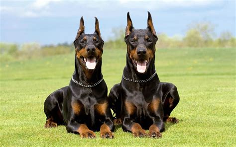 Are German Pinschers Loyal Dogs