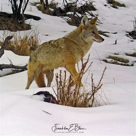 Coyote Hunting Winter Trails - Bliss Photographics Coyote