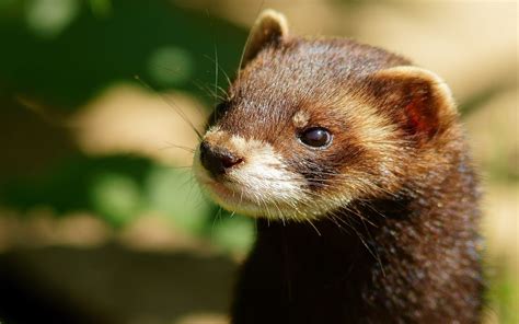 Polecat Wallpapers - Wallpaper Cave