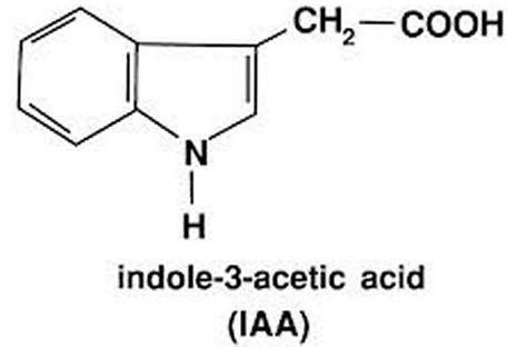 Indole-3-Acetic Acid at Best Price in Mumbai - ID: 1688380 | Galaxy Petrochem