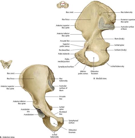 Hip Bone Anatomy Medial