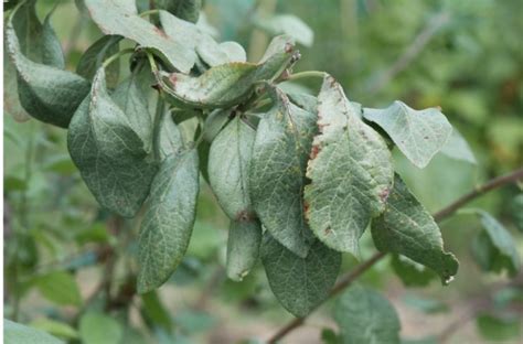 Silver Leaf Disease – Pontcanna Permanent Allotments