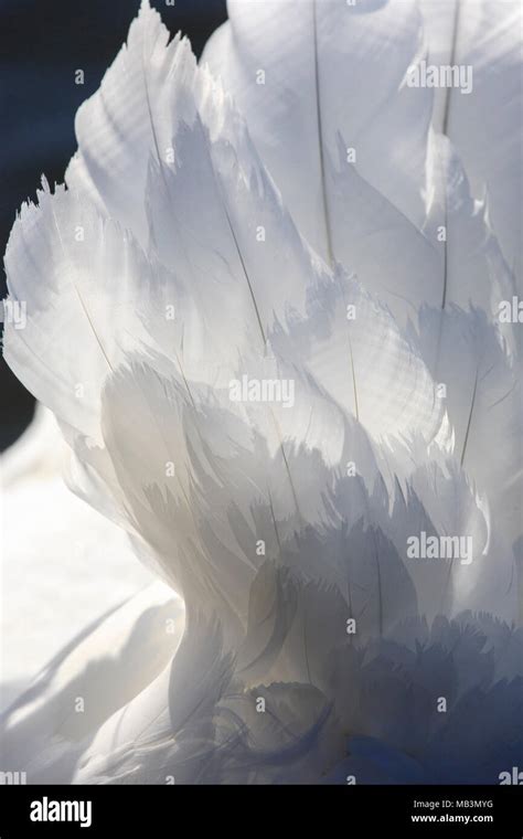 Detail of white Swan feathers Stock Photo - Alamy