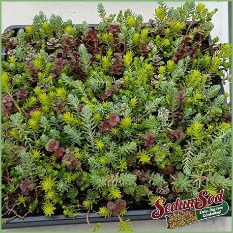 SedumSod® Mini Mats | Ground cover, Sedum ground cover, Succulent ...