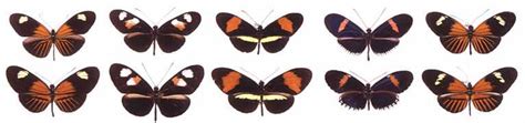 Heliconius Homepage | Heliconius melpomene