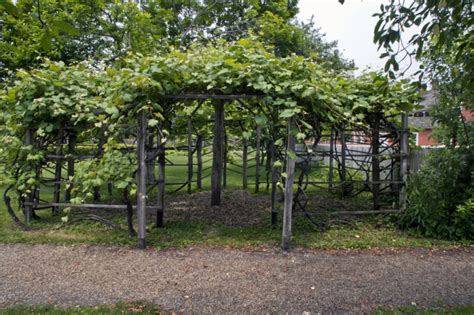 Entrance of Wooden Trellis Supporting Growth of Grape Vines | ClipPix ETC: Educational Photos ...