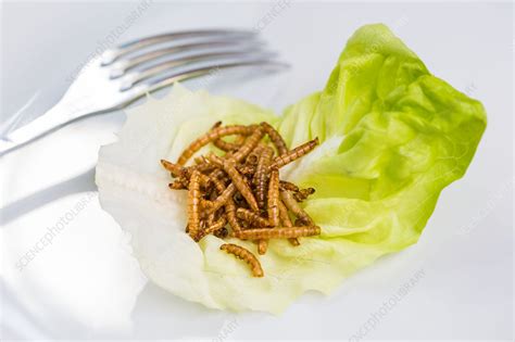 Entomophagy - Stock Image - C034/4534 - Science Photo Library