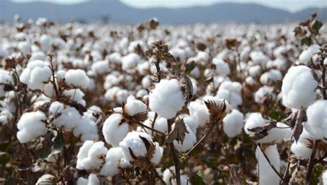 Cotton production expands by 20% – Zambian Business Times