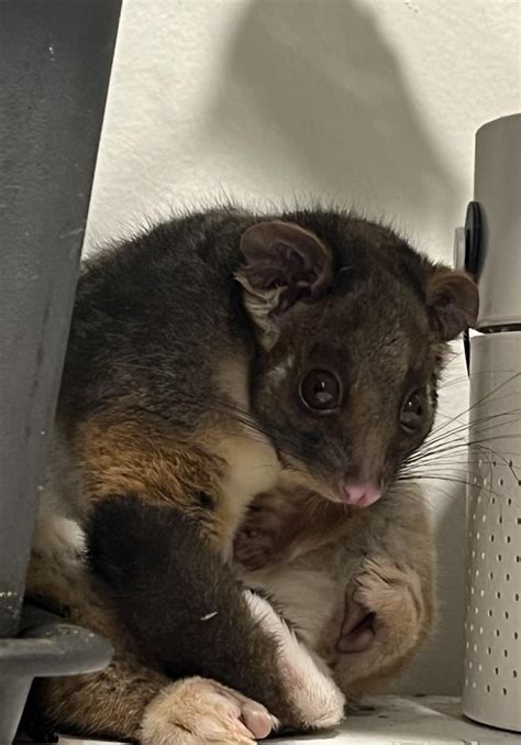 Ring tailed possum (Australia) moved in. : r/aww