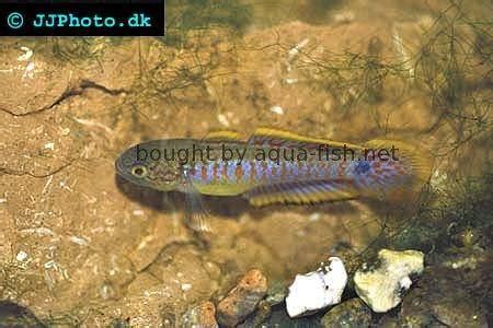 Peacock Gudgeon (Tateurndina ocellicauda) Care: Feeding, Breeding, and ...