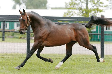 Standardbred - Horse Breeds