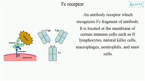 Fc receptor (English) - Medical terminology for medical students - - YouTube