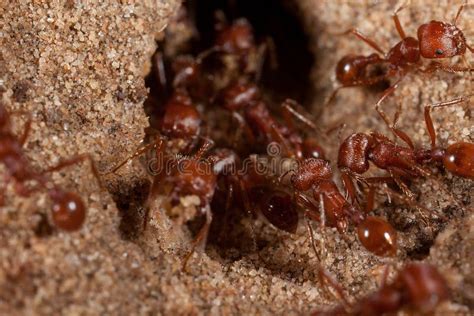 Red Harvester Ant (Pogonomyrmex Barbatus) Stock Image - Image of ...