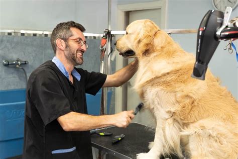 Things To Consider When Choosing Dog Grooming Services - Acme Canine