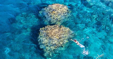 Guide to Diving in Anilao Batangas: Nudibranch Capital of...