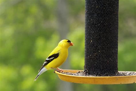 6 Best Bird Feeders For SMALL Birds In MY Backyard (2024) - Bird ...