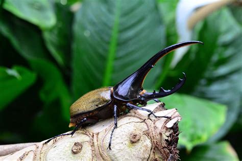 14 Cool Amazon Rainforest Insects • I Heart Brazil