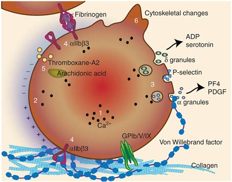 The mechanisms of platelet adhesion, activation, and secretion. The... | Download Scientific Diagram