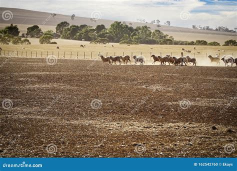 Sheep farming in Australia stock photo. Image of australia - 162542760