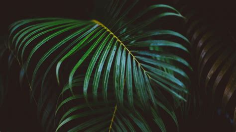 Palm Leaves Wallpapers - Wallpaper Cave