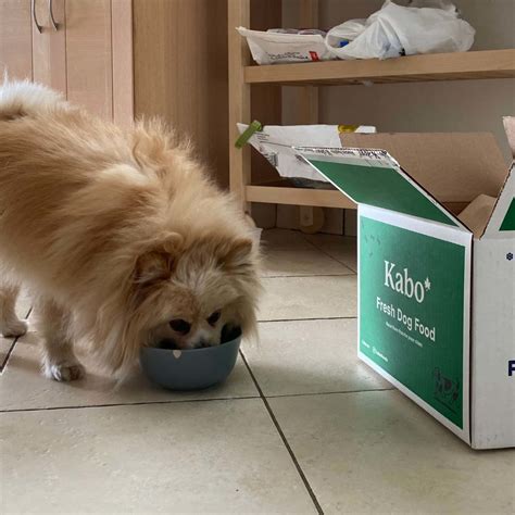 Kabo Fresh Dog Food Review - Must Read This Before Buying