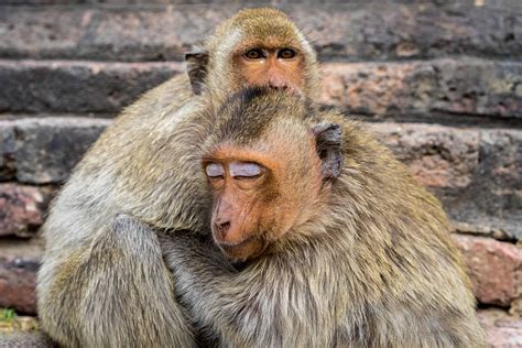 Monkeys Hugging Stock Photos, Pictures & Royalty-Free Images - iStock