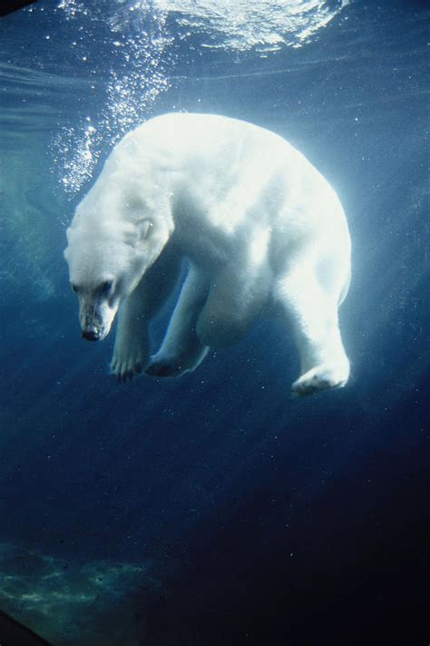 Underwater Polar Bear