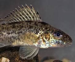 Background Information - Invasive Species: Eurasian ruffe