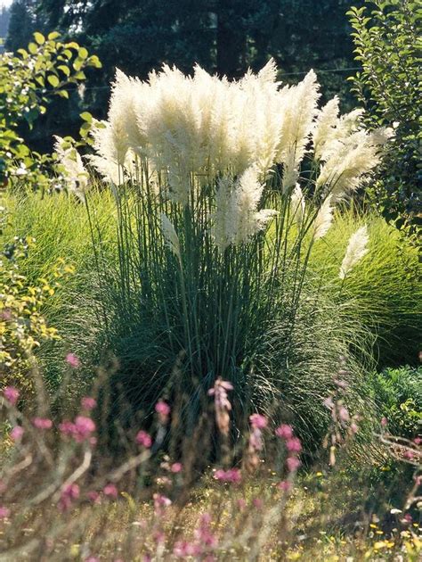 21 Ornamental Grasses to Add Unbeatable Texture to Your Garden | Ornamental grasses, Pampas ...