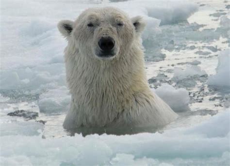 Polar Bear Starvation