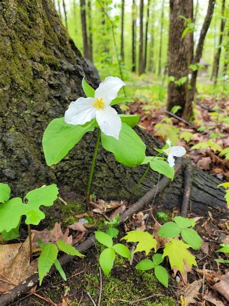 the natural resources found on the forest on a sustainable basis. These ...