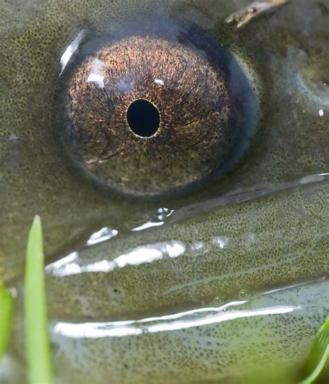 European eel conservation | ZSL